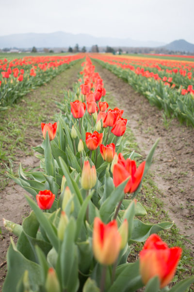 A row of red tulips in a field in Mt. Vernon Washington, Wedding Flower Choices-April, pink, peach tulips, peony, wedding blog